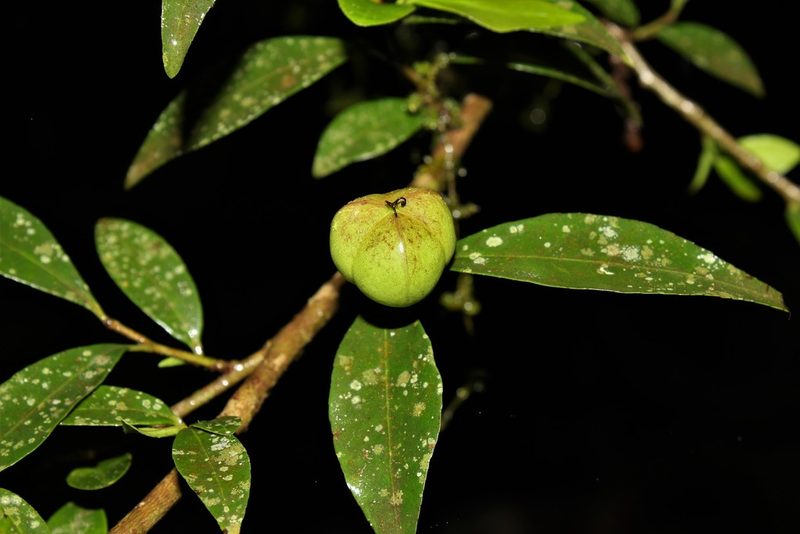 Sebastiania ramosissima, photographed by Carlos Henrique Russi