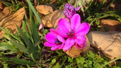 Babiana villosa, photographed by Paul Emms