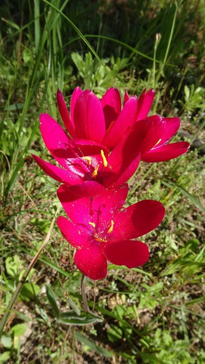 Geissorhiza erosa, photographed by Paul Emms