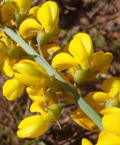 Lebeckia sepiaria, photographed by Nicola van Berkel