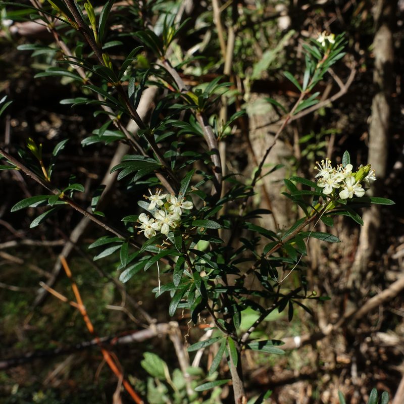 Micrantheum hexandrum, photographed by Cowirrie