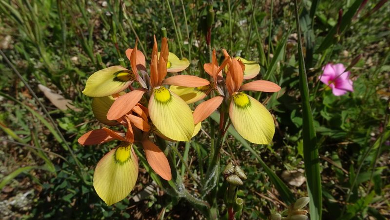 Moraea papilionacea, photographed by Paul Emms