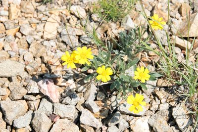 Tetraneuris argentea, photographed by Paul Asman