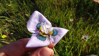 Moraea villosa, photographed by Paul Emms