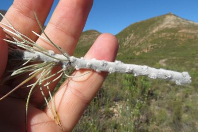 Aspalathus longifolia, photographed by Brian du Preez