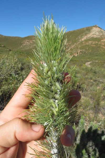 Aspalathus longifolia, photographed by Brian du Preez