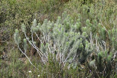 Aspalathus longifolia, photographed by Brian du Preez