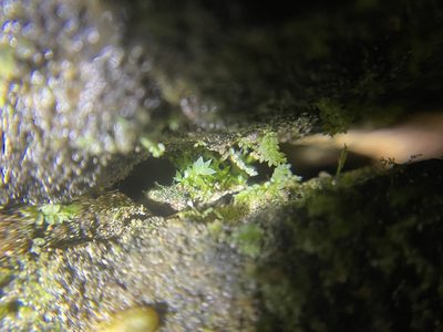 Hookeria acutifolia, photographed by Brandon Corder