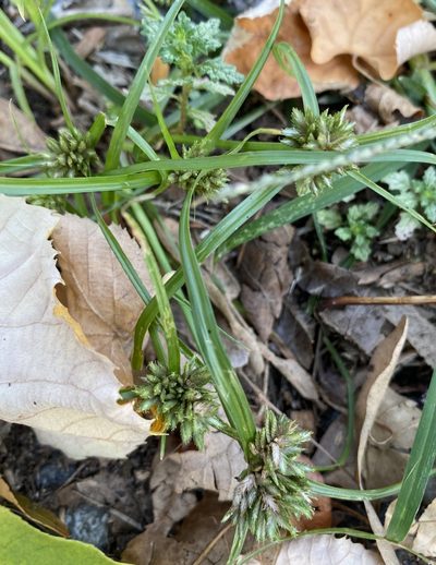 Cyperus nipponicus, photographed by Zihao Wang