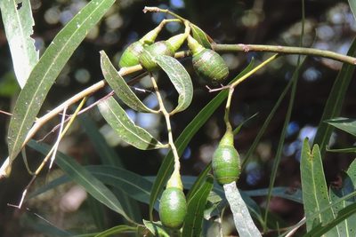 Nectandra angustifolia, photographed by Hugo Hulsberg