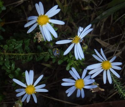 Felicia aethiopica, photographed by Nicola van Berkel
