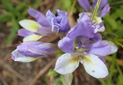 Babiana mucronata, photographed by Nicola van Berkel