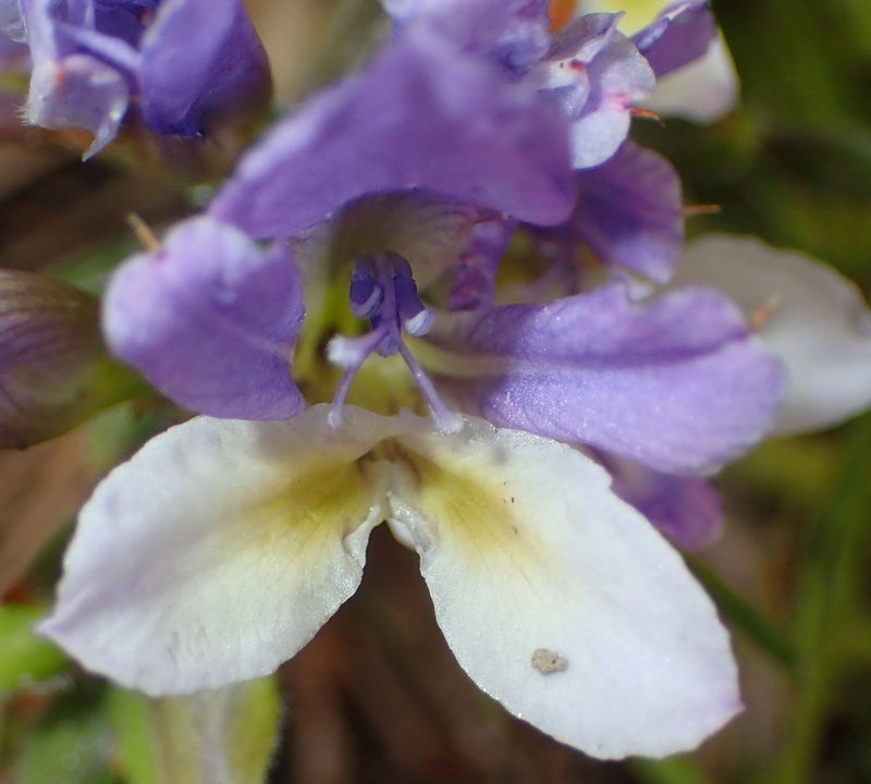 Babiana mucronata, photographed by Nicola van Berkel