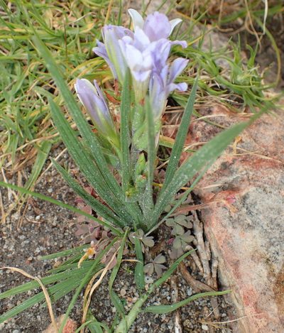 Babiana mucronata, photographed by Nicola van Berkel