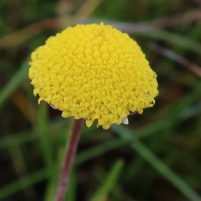 Cotula vulgaris, photographed by Diana Studer