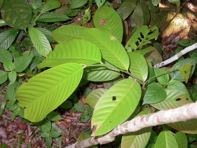 Uvaria grandiflora, photographed by Cheongweei Gan