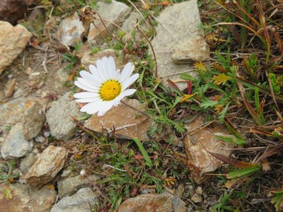 Leucanthemopsis alpina, photographed by Marco Mussita
