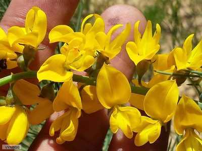 Lebeckia sepiaria, photographed by Chris Vynbos