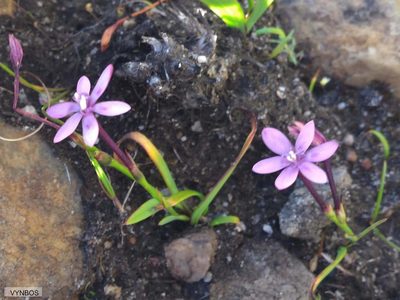 Thereianthus minutus, photographed by Chris Vynbos