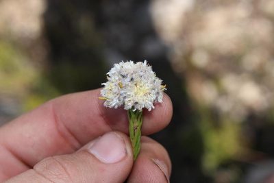Leucadendron sorocephalodes, photographed by Brian du Preez