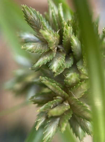 Cyperus nipponicus, photographed by Zihao Wang
