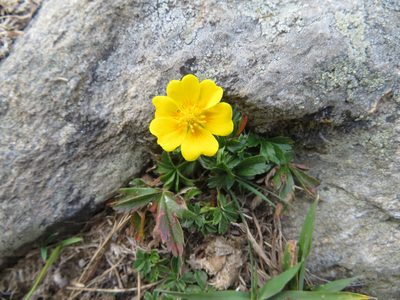 Potentilla aurea, photographed by Marco Mussita