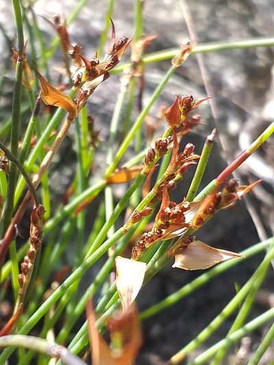 Elegia squamosa, photographed by kevin koen