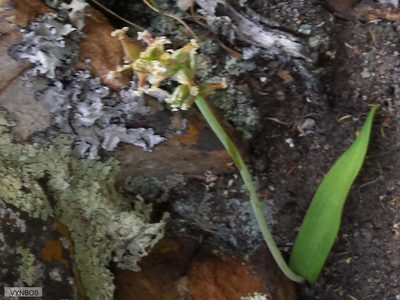 Lachenalia fistulosa, photographed by Chris Vynbos