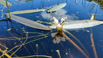 Aponogeton distachyos, photographed by Jacques van der Merwe