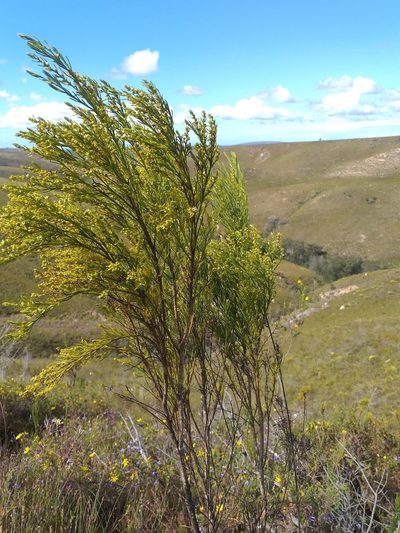 Thesium foliosum, photographed by kevin koen