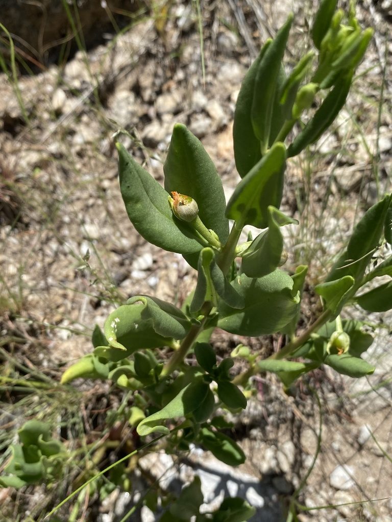 Talinum arnotii, photographed by Dave U