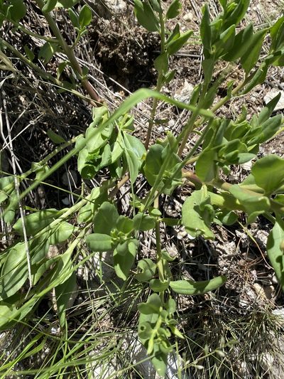 Talinum arnotii, photographed by Dave U