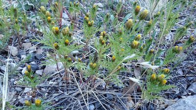 Dyssodia papposa, photographed by Craig Martin