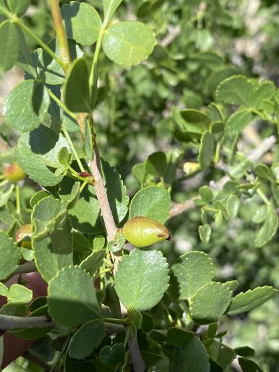 Commiphora tenuipetiolata, photographed by Dave U