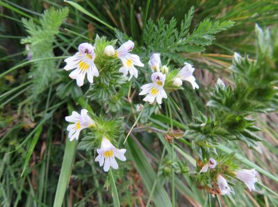 Euphrasia officinalis, photographed by Marco Mussita