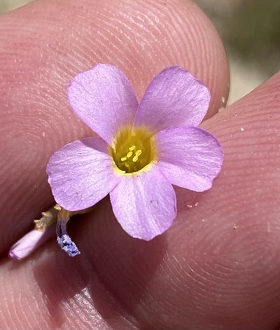 Oxalis purpurascens, photographed by Dave U