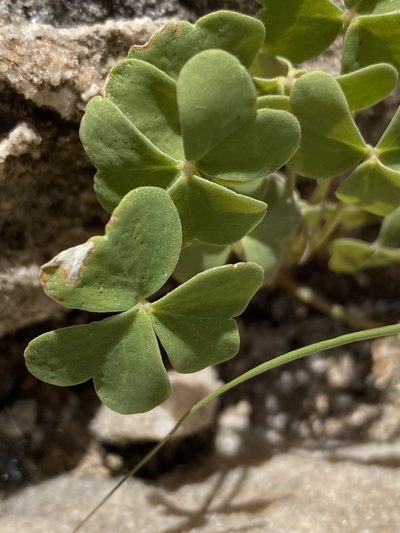 Oxalis purpurascens, photographed by Dave U