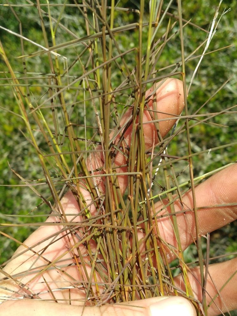 Schizachyrium niveum, photographed by Scott Ward