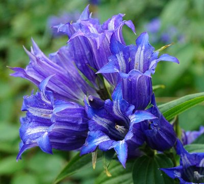 Gentiana asclepiadea, photographed by Patrick Hacker