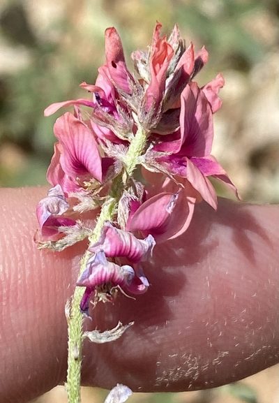 Indigofera auricoma, photographed by Dave U