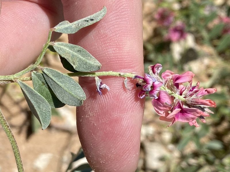 Indigofera auricoma, photographed by Dave U