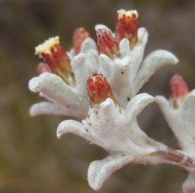 Helichrysum zwartbergense, photographed by Nicola van Berkel