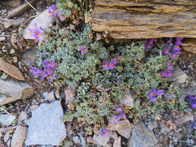 Linaria alpina, photographed by Marco Mussita