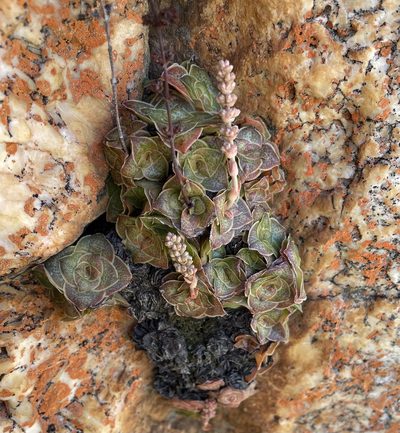 Crassula pseudhemisphaerica, photographed by Matt Berger