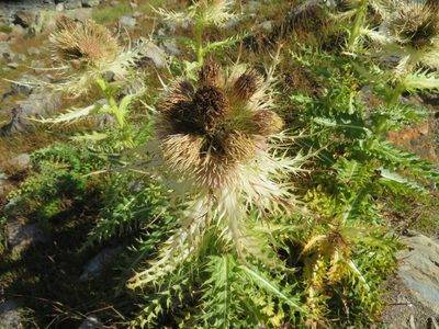 Cirsium spinosissimum, photographed by Marco Mussita