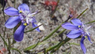 Moraea lugubris, photographed by Nicola van Berkel