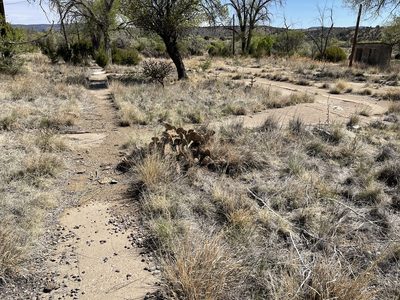 Opuntia camanchica, photographed by CK2AZ