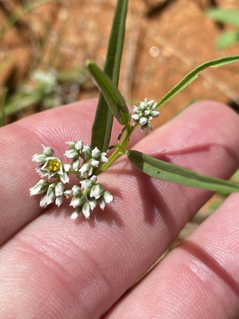Limeum argute-carinatum, photographed by Dave U