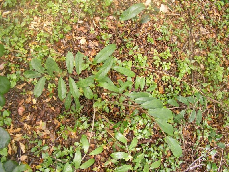 Zamioculcas zamiifolia, photographed by Andrew Deacon