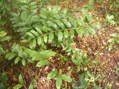 Zamioculcas zamiifolia, photographed by Andrew Deacon